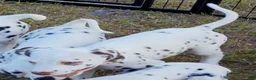 Dalmatian dogs for sale: Green Shamrock (Liver color)  - Ad 2