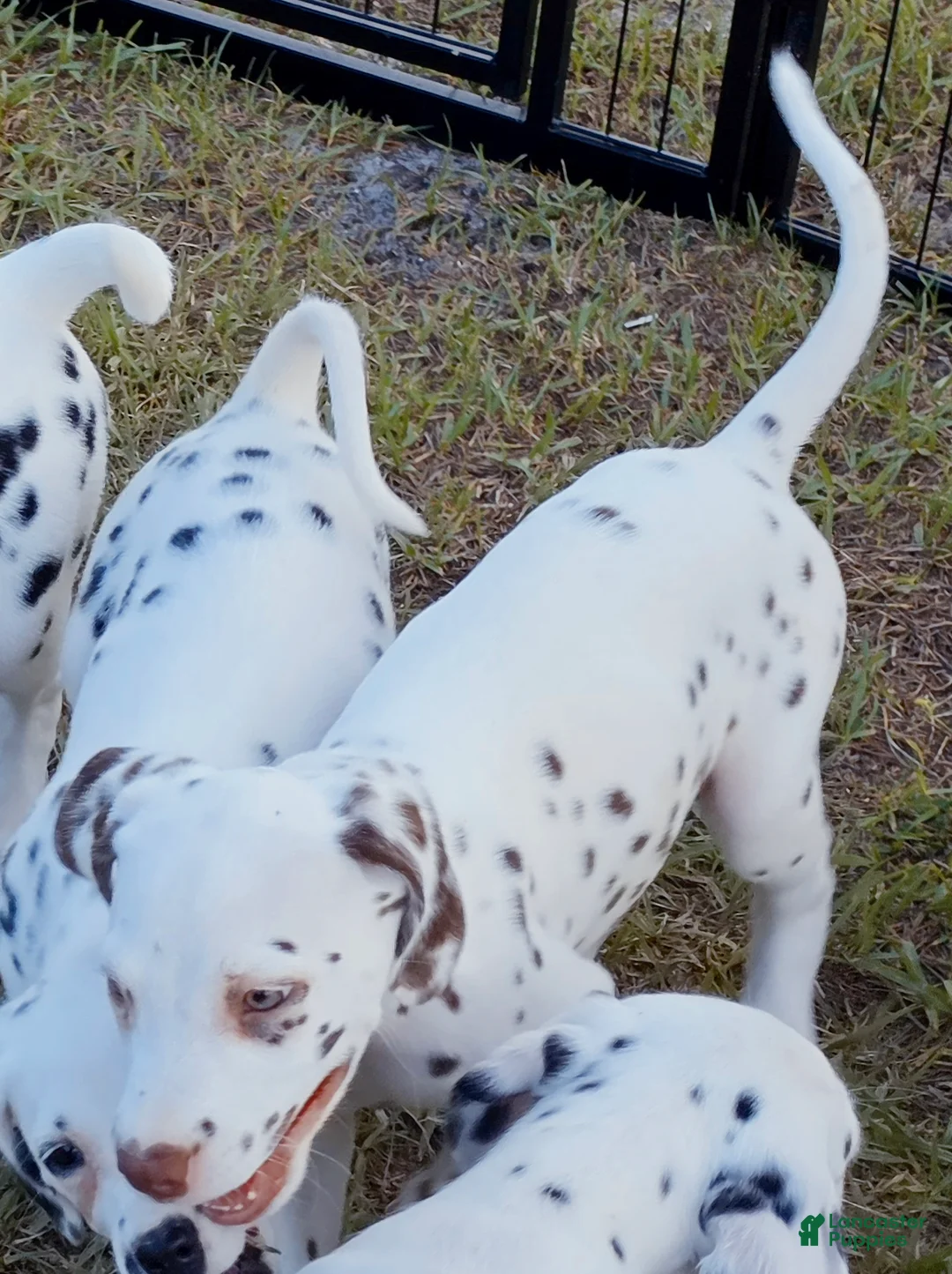 Dalmatian dogs for sale: Green Shamrock (Liver color)  - Ad 2