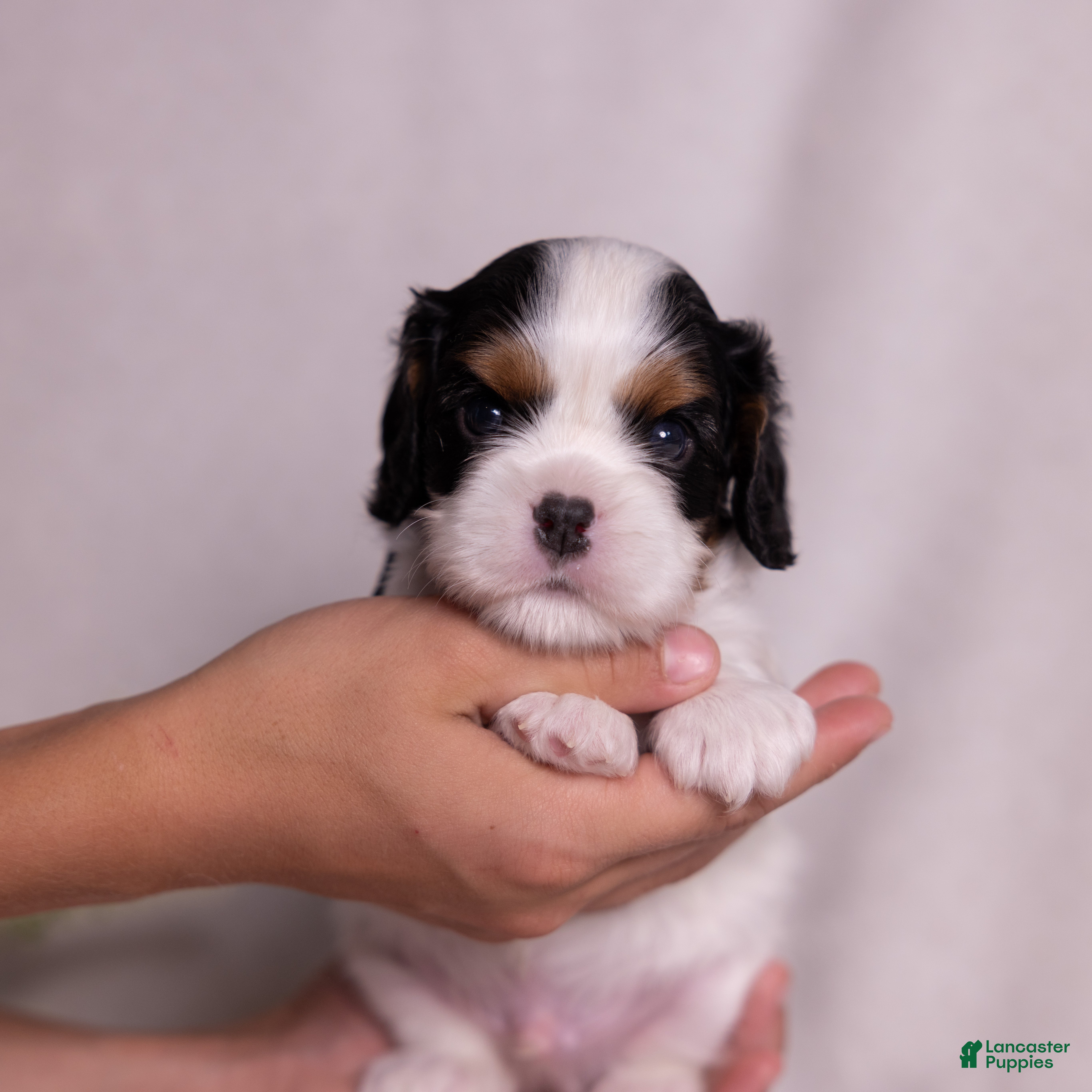 Cavalier King Charles Spaniel dogs Lukas - Ad 2