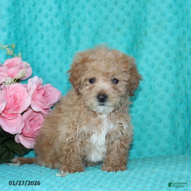 Bichpoo dogs Harkins - Ad 2