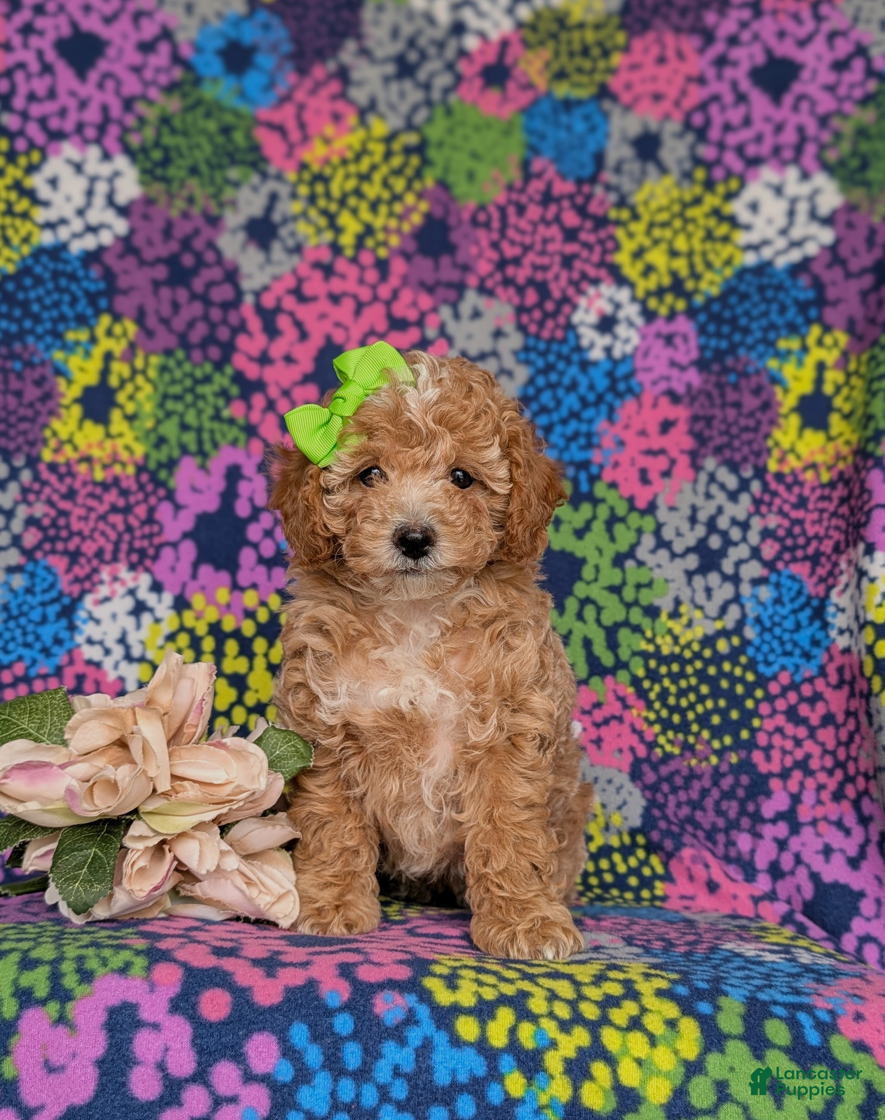 Miniature Poodle dogs Pheobe - Ad 1