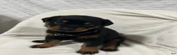 Rottweiler dogs for sale: lady - Ad 7