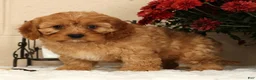 Cavapoo dogs for sale: Amber - Ad 8