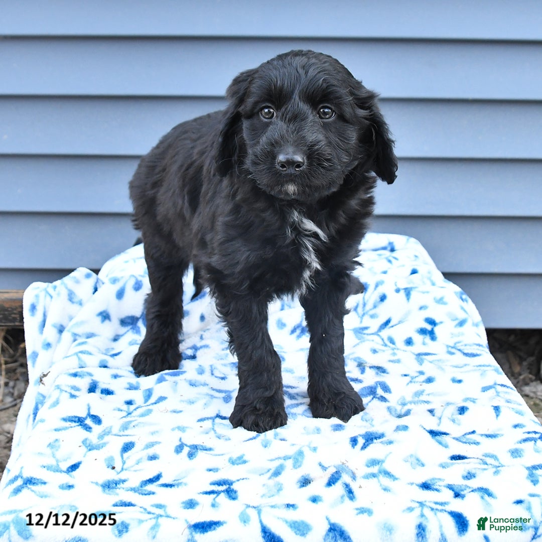 Mixed Breed dogs for sale: Abbot - Ad 2