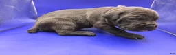 Mixed Breed dogs for sale: Purple - Ad 3