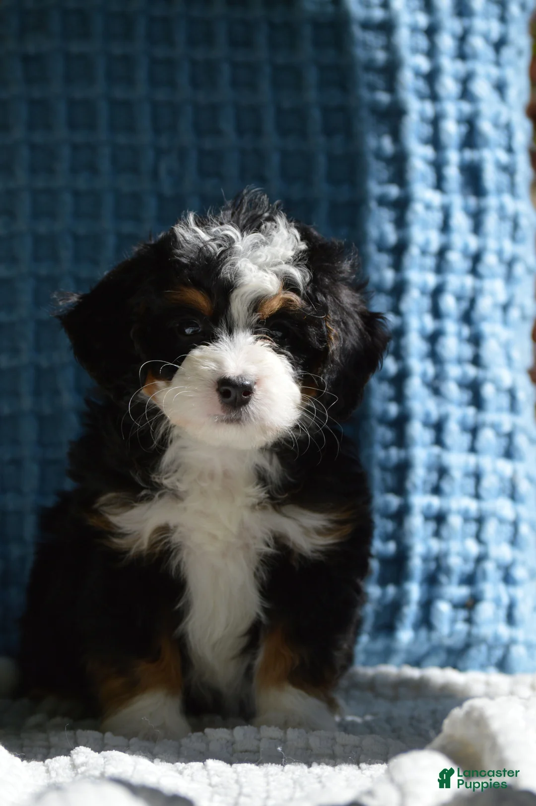 Mini Bernedoodle dogs for sale: Riley - Ad 2