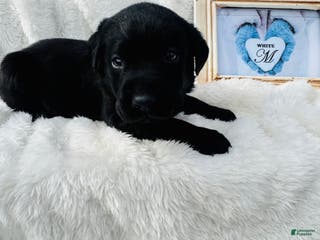 Labrador Retriever dogs Labrador Retriever White Collar - Ad 13