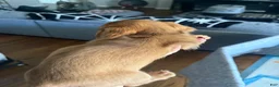 Miniature Dachshund dogs for sale: Ginger - Ad 2
