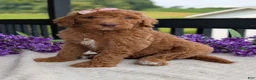 Goldendoodle dogs for sale: Miss Daisy - Ad 16