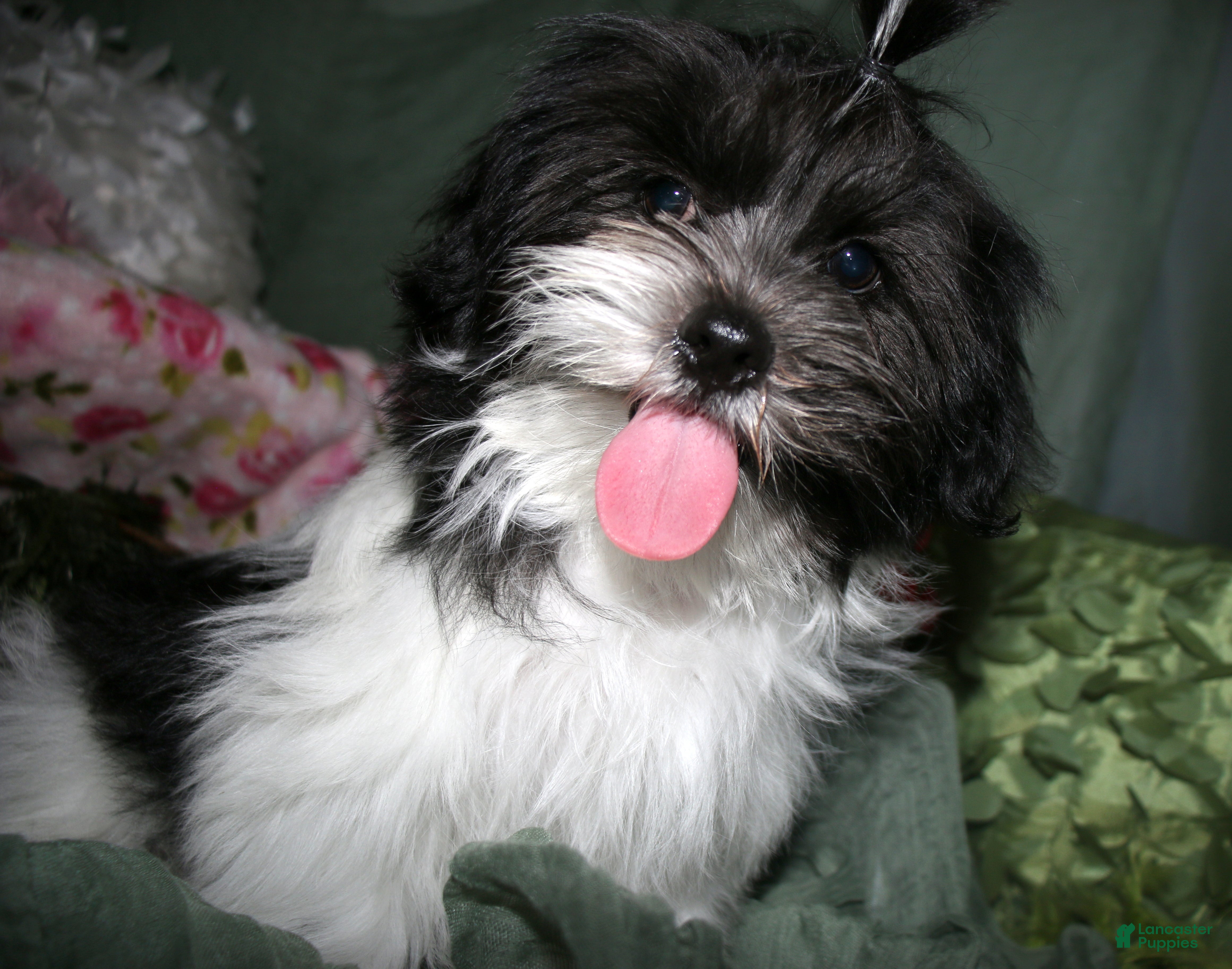Shihpoo dogs Weston - Ad 1