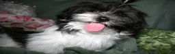 Shihpoo dogs for sale: Weston - Ad 7