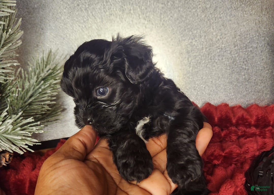 Shihpoo dogs for sale: Orange Collar Puppy 2 - Ad 3