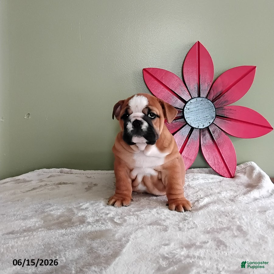 English Bulldog dogs Kristen - Ad 2