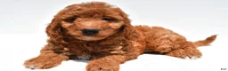 Mini Goldendoodle dogs for sale: Max - Ad 3