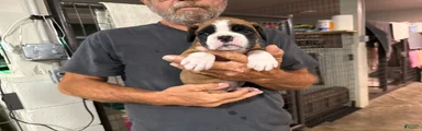 Ruger
