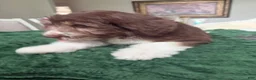 Aussiedoodle dogs for sale: Aussiedoodle 4 - Ad 12