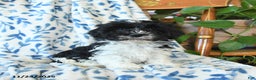 Havanese dogs for sale: Chris - Ad 1