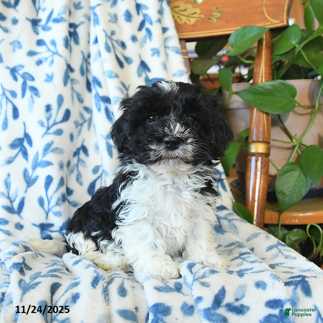 Havanese dogs for sale: Chris - Ad 1