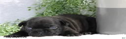 French Bulldog dogs for sale: Davina - Ad 4