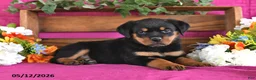 Rottweiler dogs for sale: Nova - Ad 2