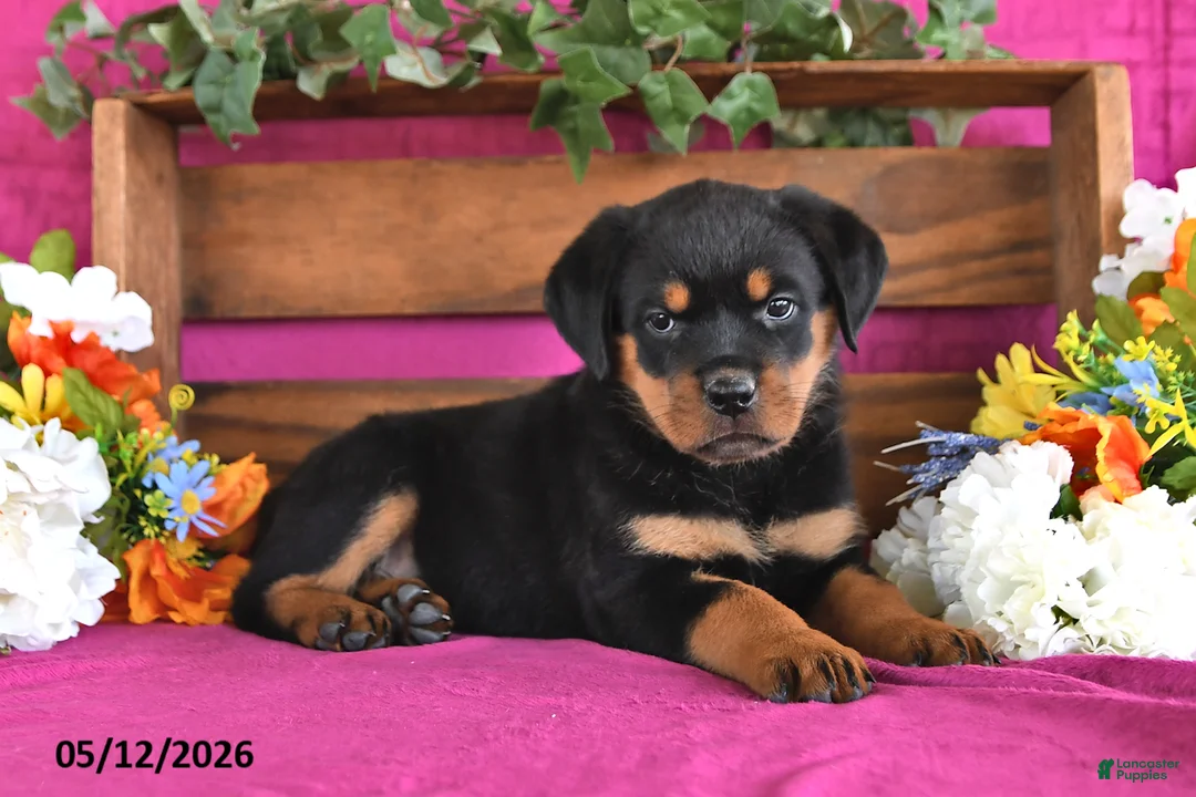 Rottweiler dogs for sale: Nova - Ad 2
