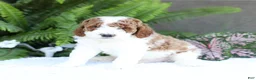 Mini Goldendoodle dogs for sale: Domino - Ad 1
