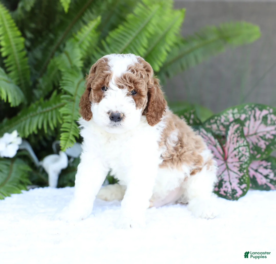 Mini Goldendoodle dogs for sale: Domino - Ad 1