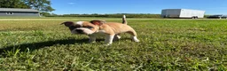 Frenchton dogs for sale: Zotz - Ad 6