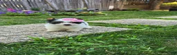 Biewer Terrier dogs for sale: Biewer Terrier 4 - Ad 3