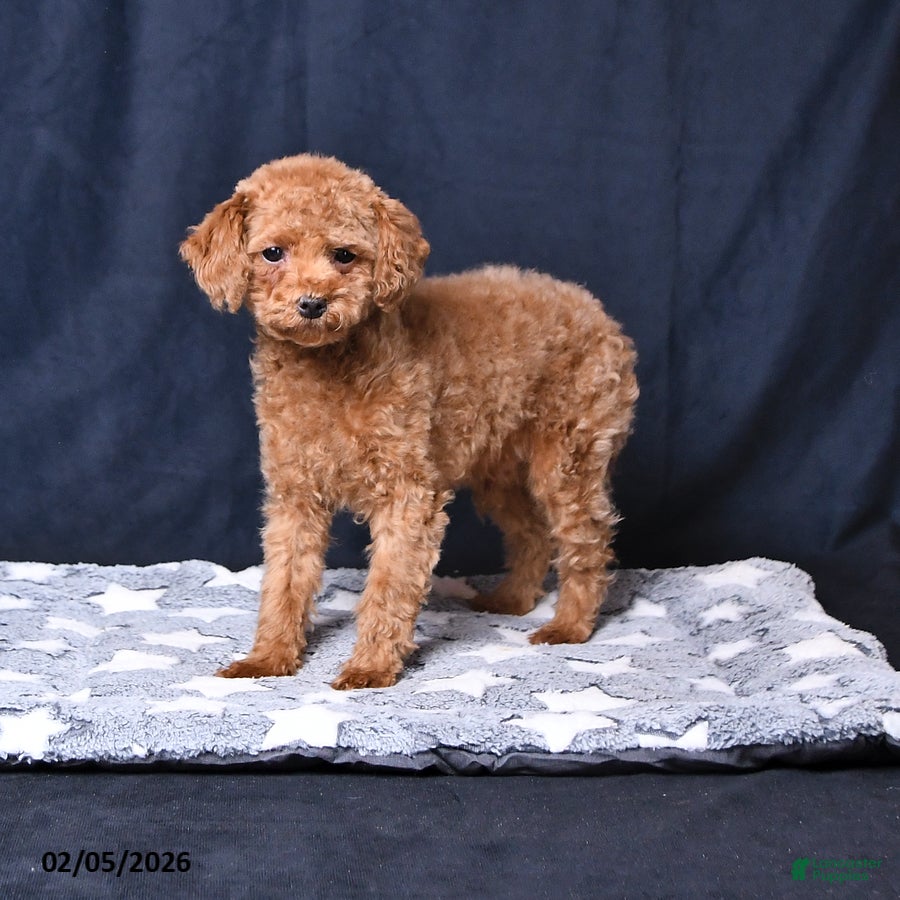 Toy Poodle dogs Asher - Ad 2