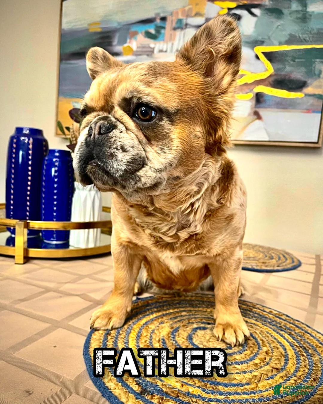 French Bulldog dogs for sale: French Bulldog Puppy  - Ad 25