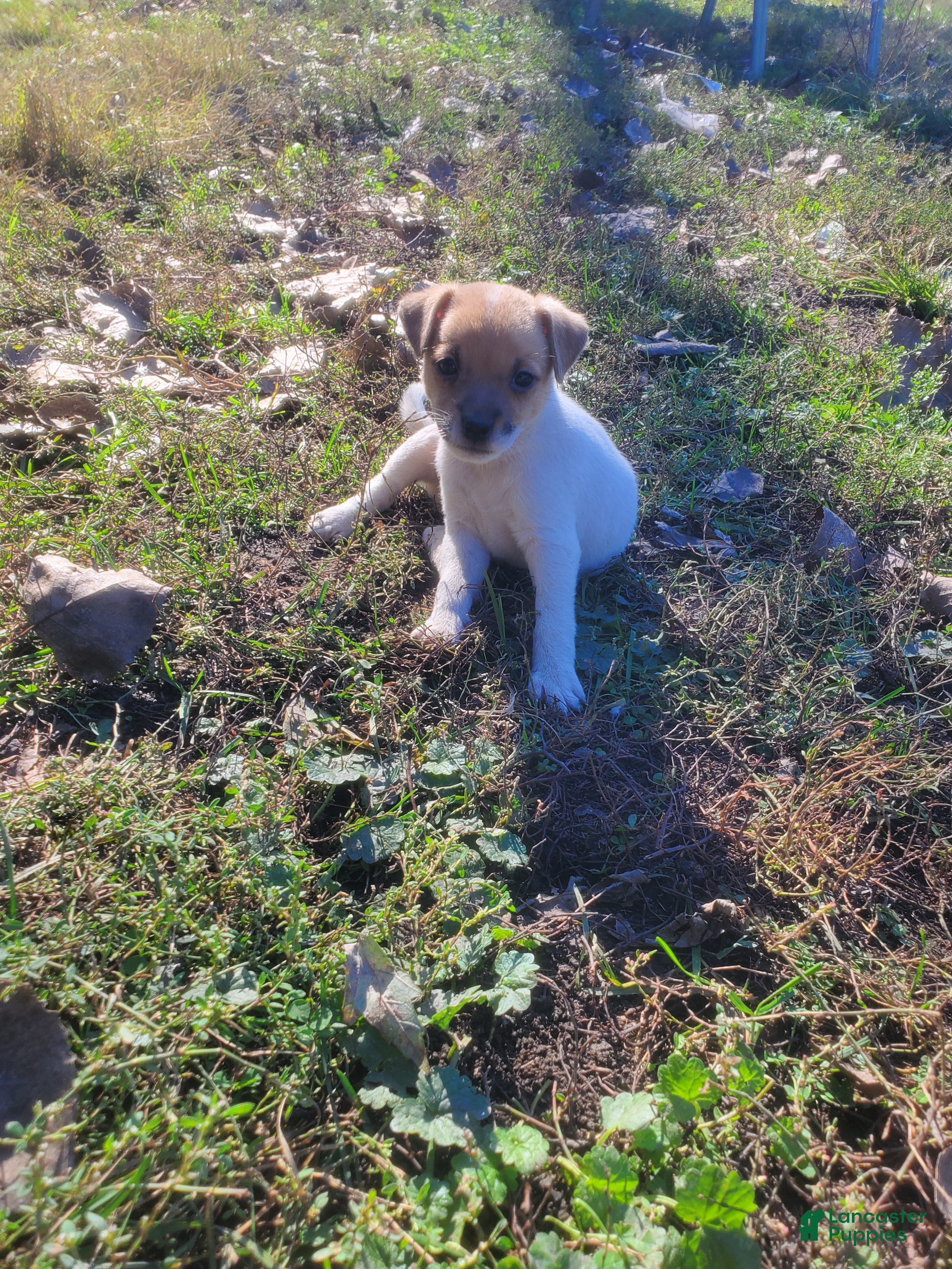 Jack Russell Terrier dogs for sale: Jack Russell Terrier 8 - Ad 30