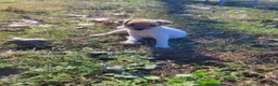 Jack Russell Terrier dogs for sale: Jack Russell Terrier 8 - Ad 1