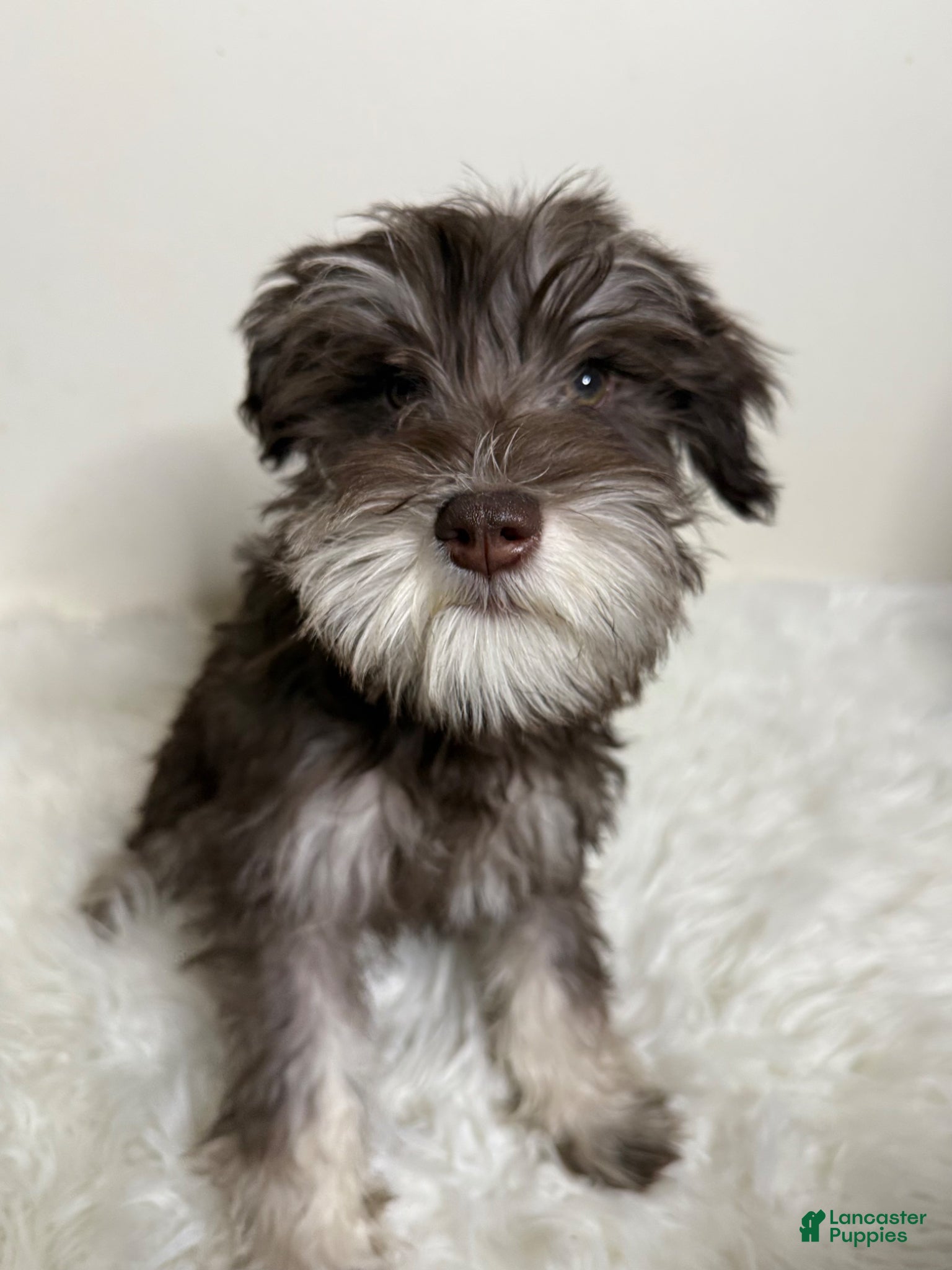 Miniature Schnauzer dogs Miniature Schnauzer Puppy 1 - Ad 2