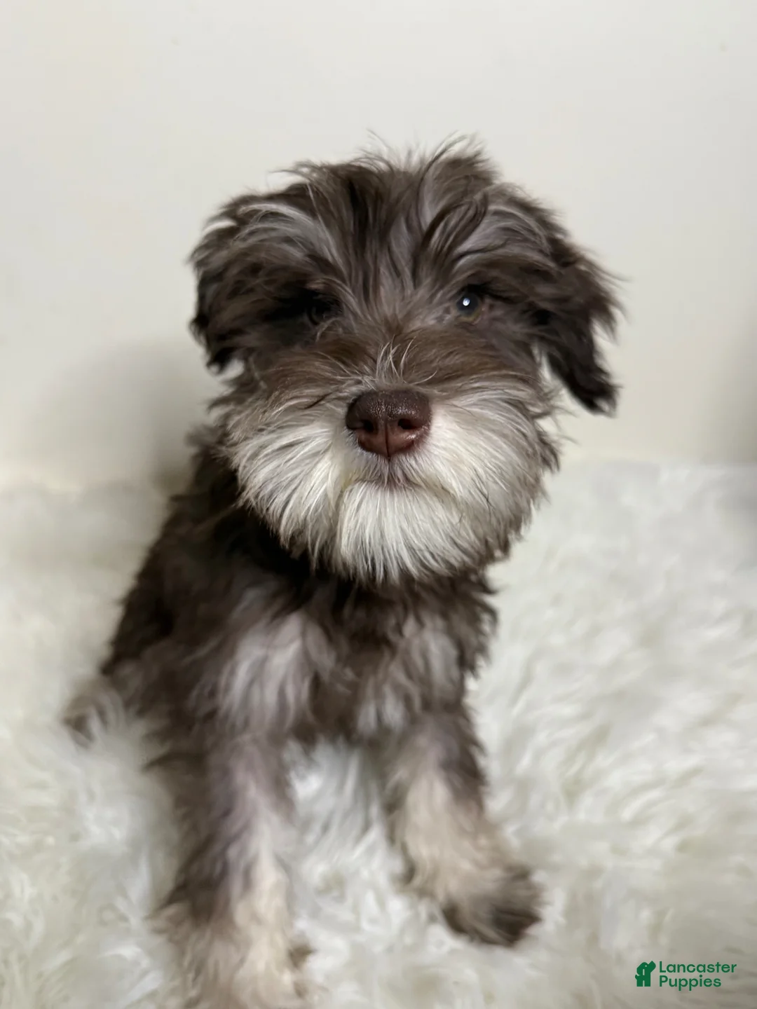 Miniature Schnauzer dogs for sale: Miniature Schnauzer Puppy 1 - Ad 2