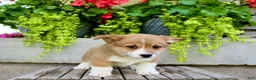 Welsh Corgi Pembroke dogs for sale: Rocky - Ad 2