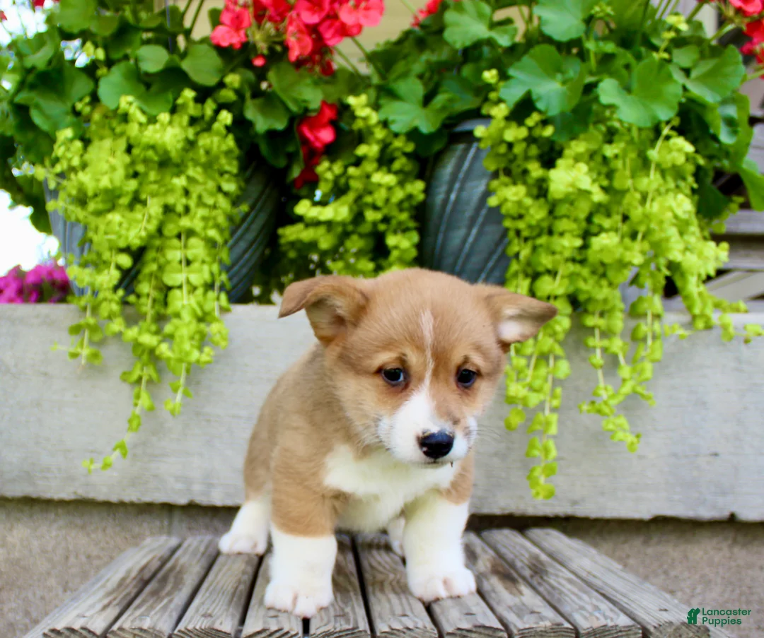 Welsh Corgi Pembroke dogs for sale: Rocky - Ad 2