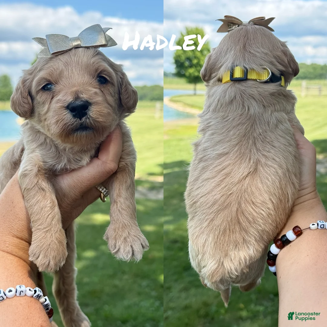 Mini Goldendoodle dogs for sale: Hadley - Mini Goldendoodle 4 - Ad 2