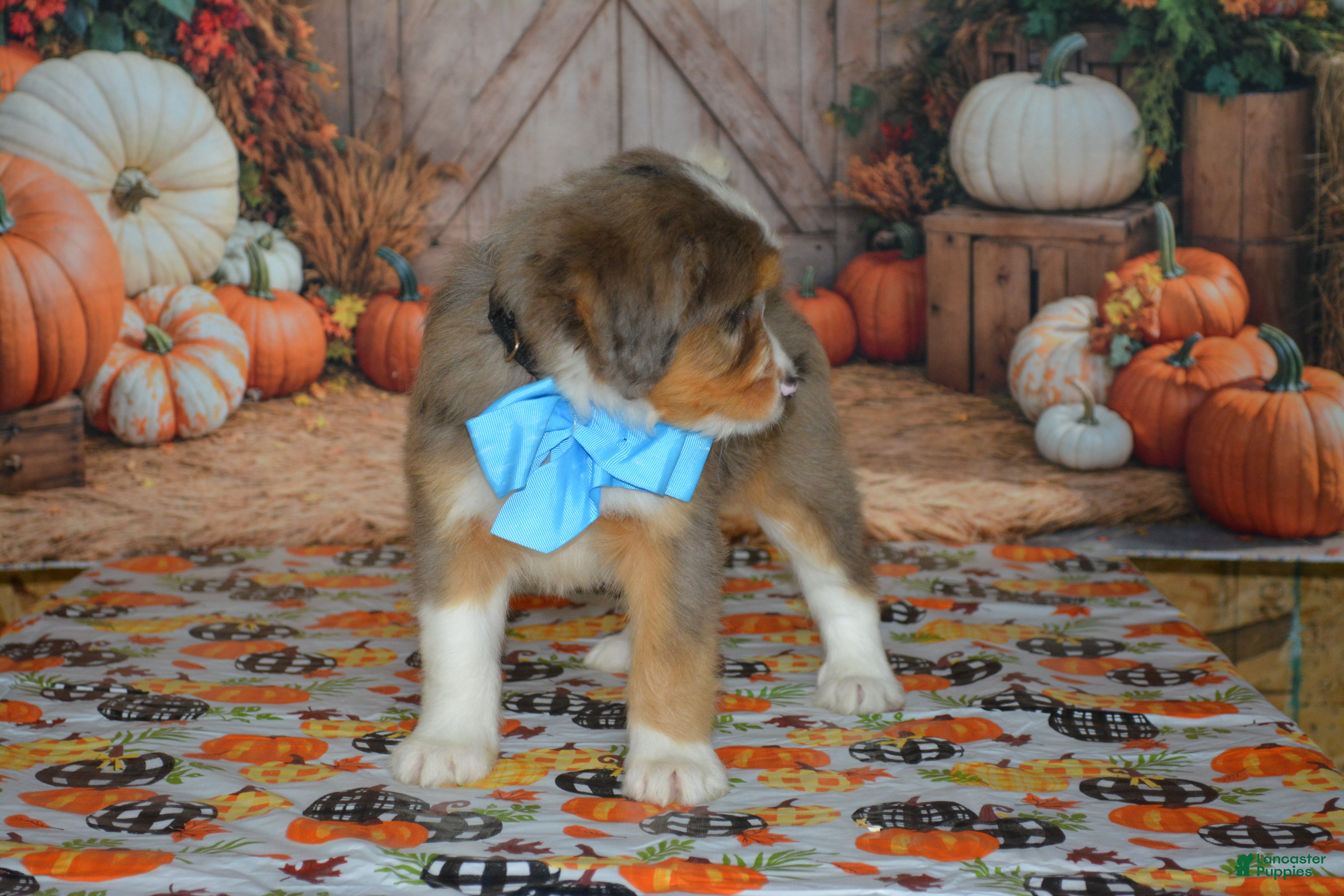 Mini Bernedoodle dogs Apollo - Ad 2