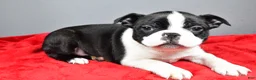 Boston Terrier dogs for sale: Kobe - Ad 3