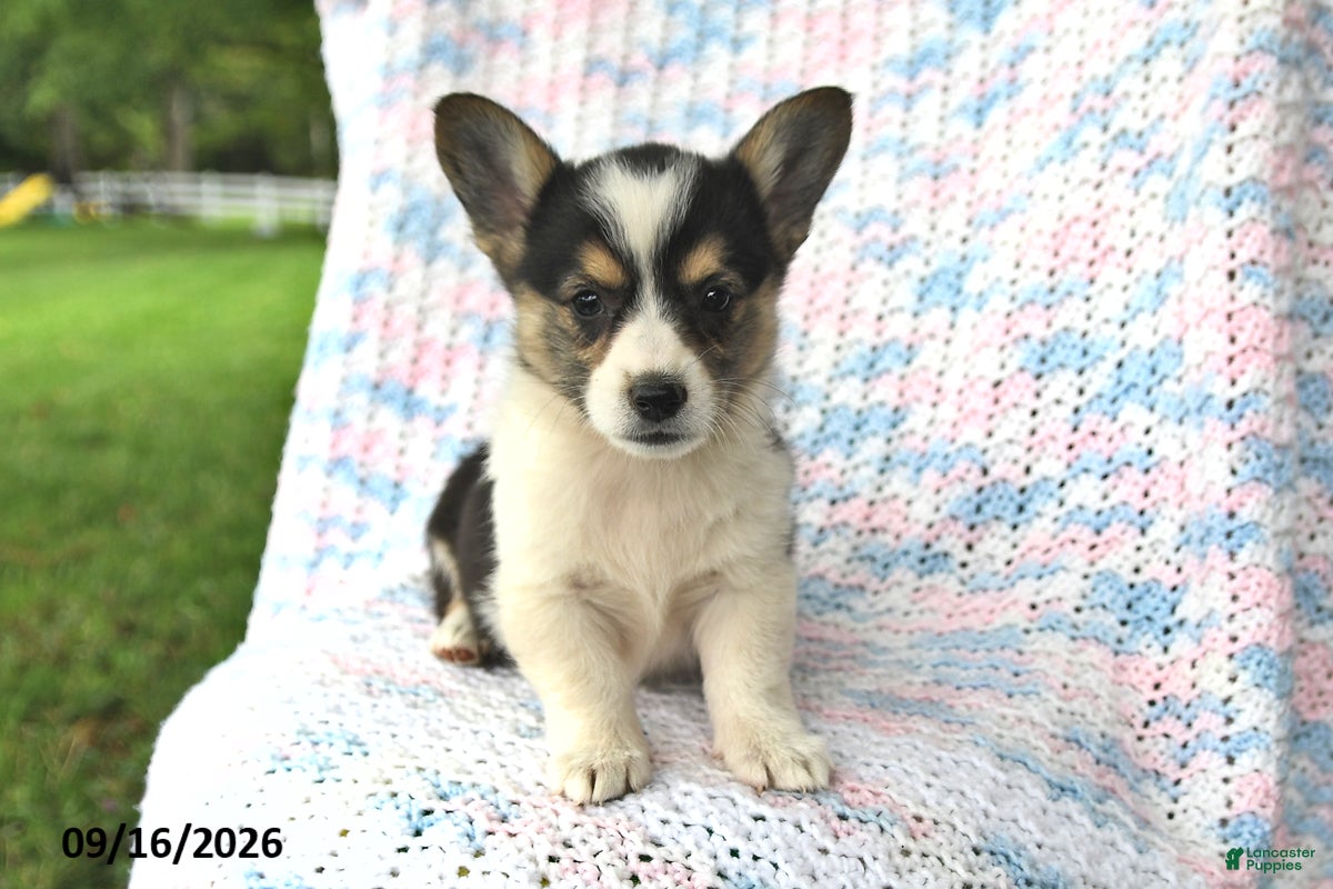 Welsh Corgi Pembroke dogs Amelia - Ad 2