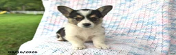 Welsh Corgi Pembroke dogs for sale: Amelia - Ad 2