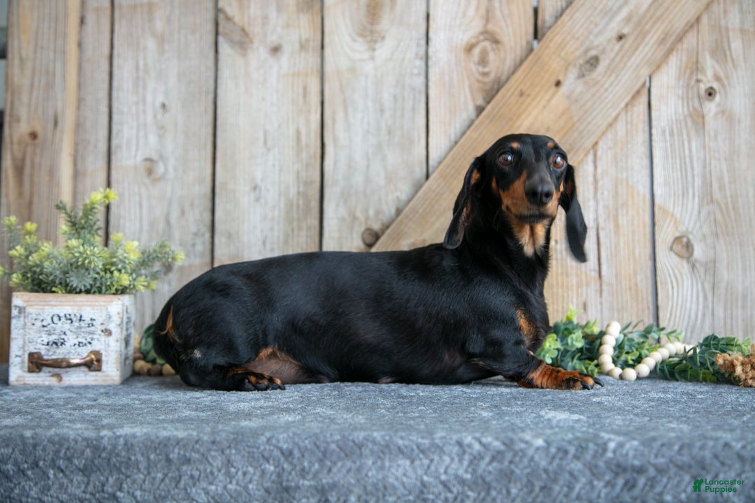 Miniature Dachshund dogs for sale: Ivy - Ad 4