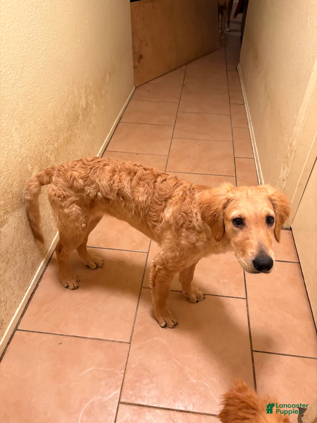 Golden Retriever dogs for sale: Golden Retriever Puppy 3 - Ad 3