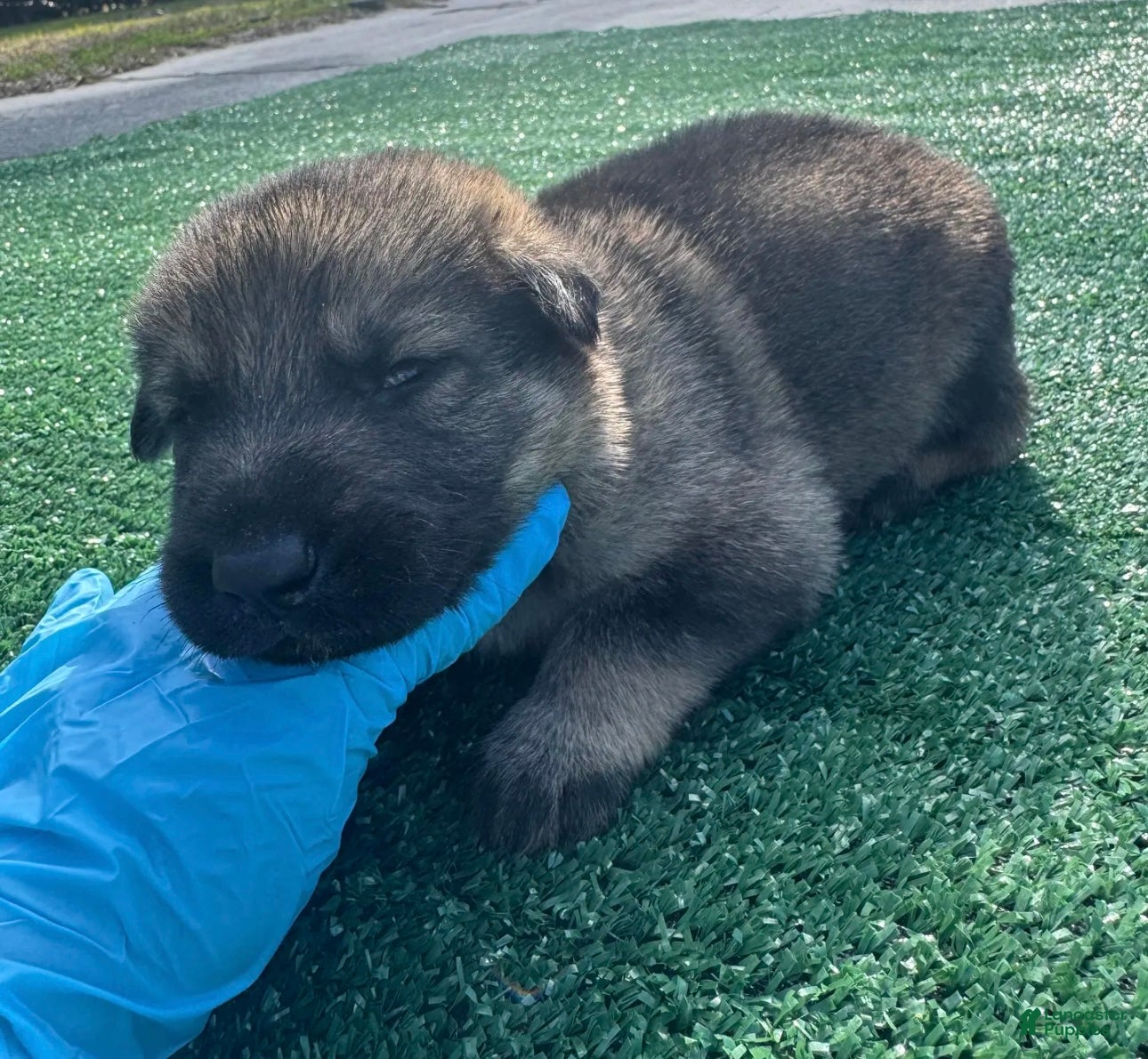 German Shepherd dogs German Shepherd Dark blue  - Ad 2