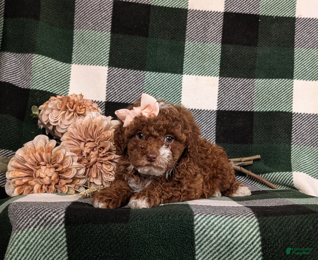 Mixed Breed dogs for sale: Helene 10 lbs Full Grown - Ad 8