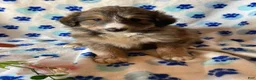 Mixed Breed dogs for sale: Charlie - Ad 3
