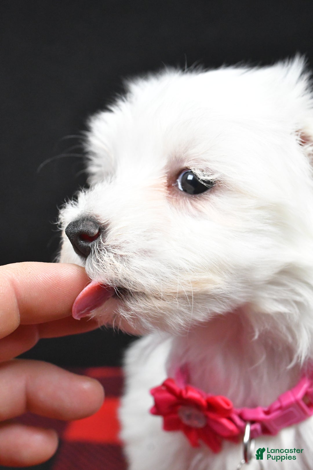 Maltese dogs for sale: Molly - Ad 7