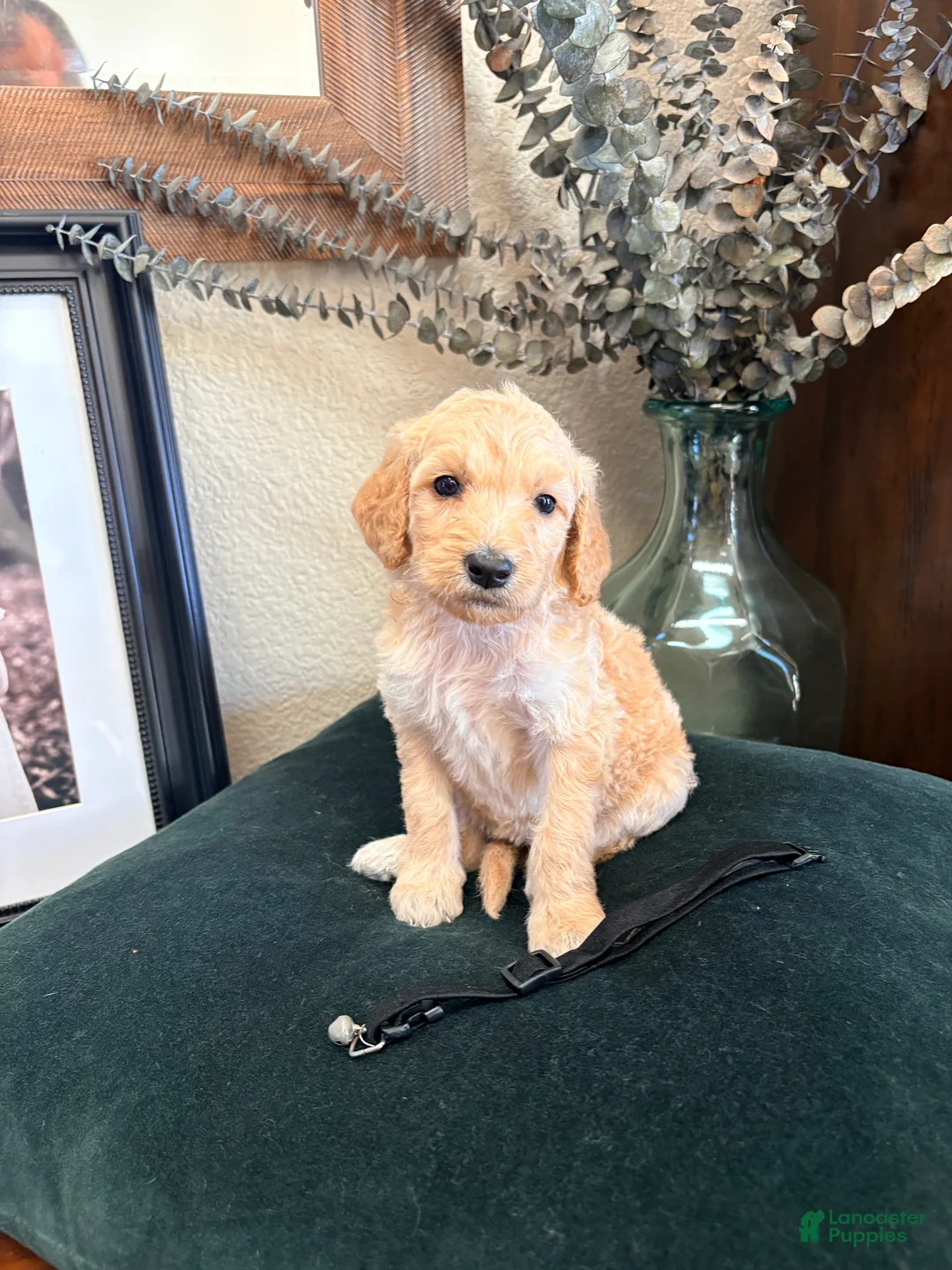 Goldendoodle dogs for sale: Dahlia  - Ad 2