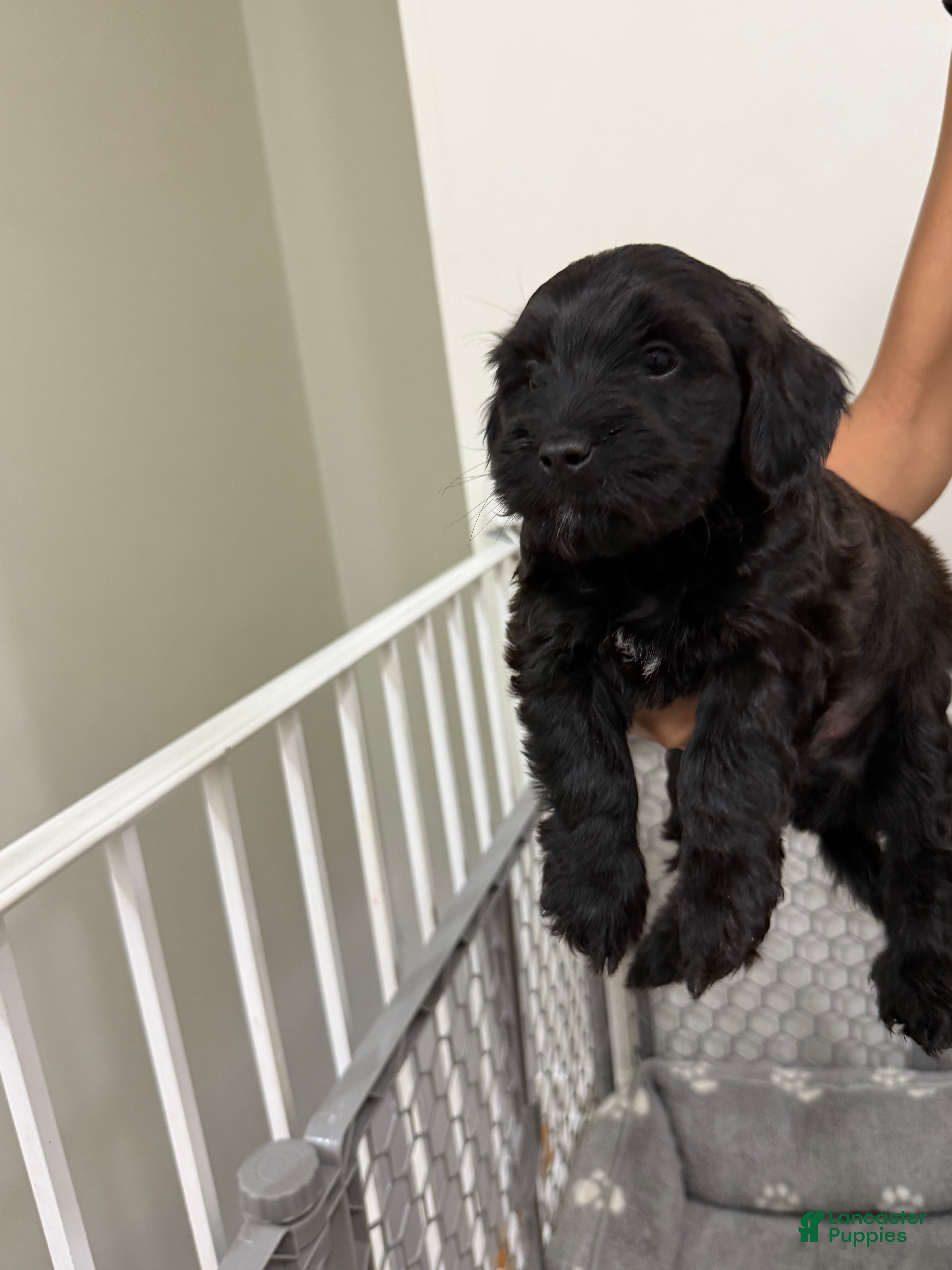 Mixed Breed dogs Mixed Breed 4 - Ad 29